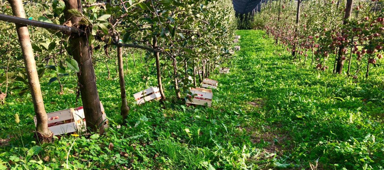 Loft Naturalpina Dolomiti Farm Belluno Buitenkant foto